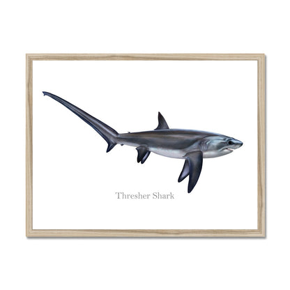 Thresher Shark - Framed Print