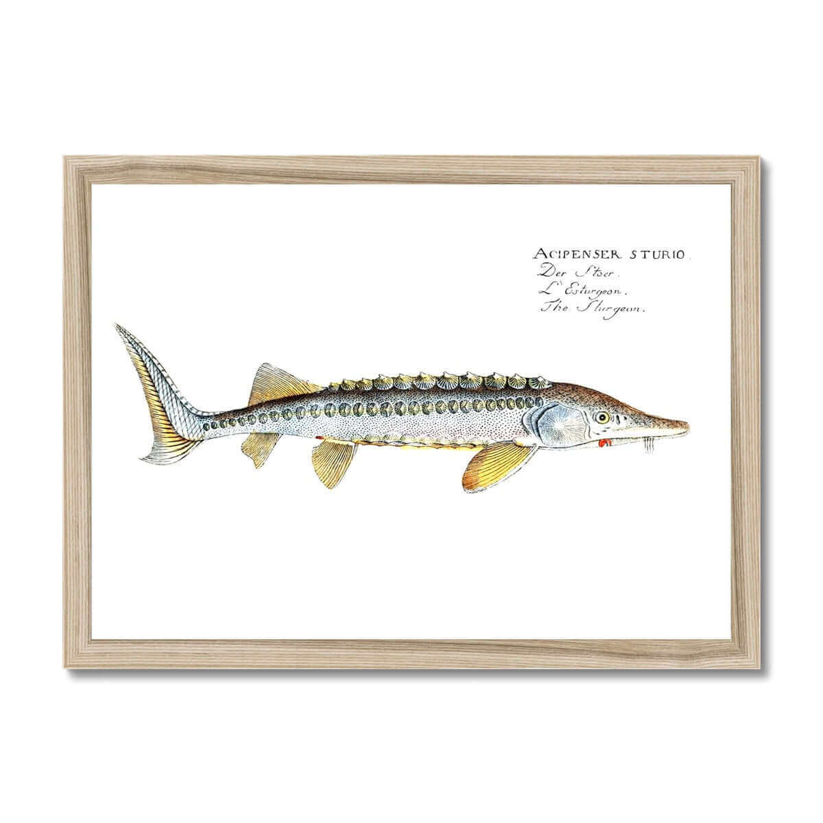 Good Sturgeon Etching Giclee Print (16