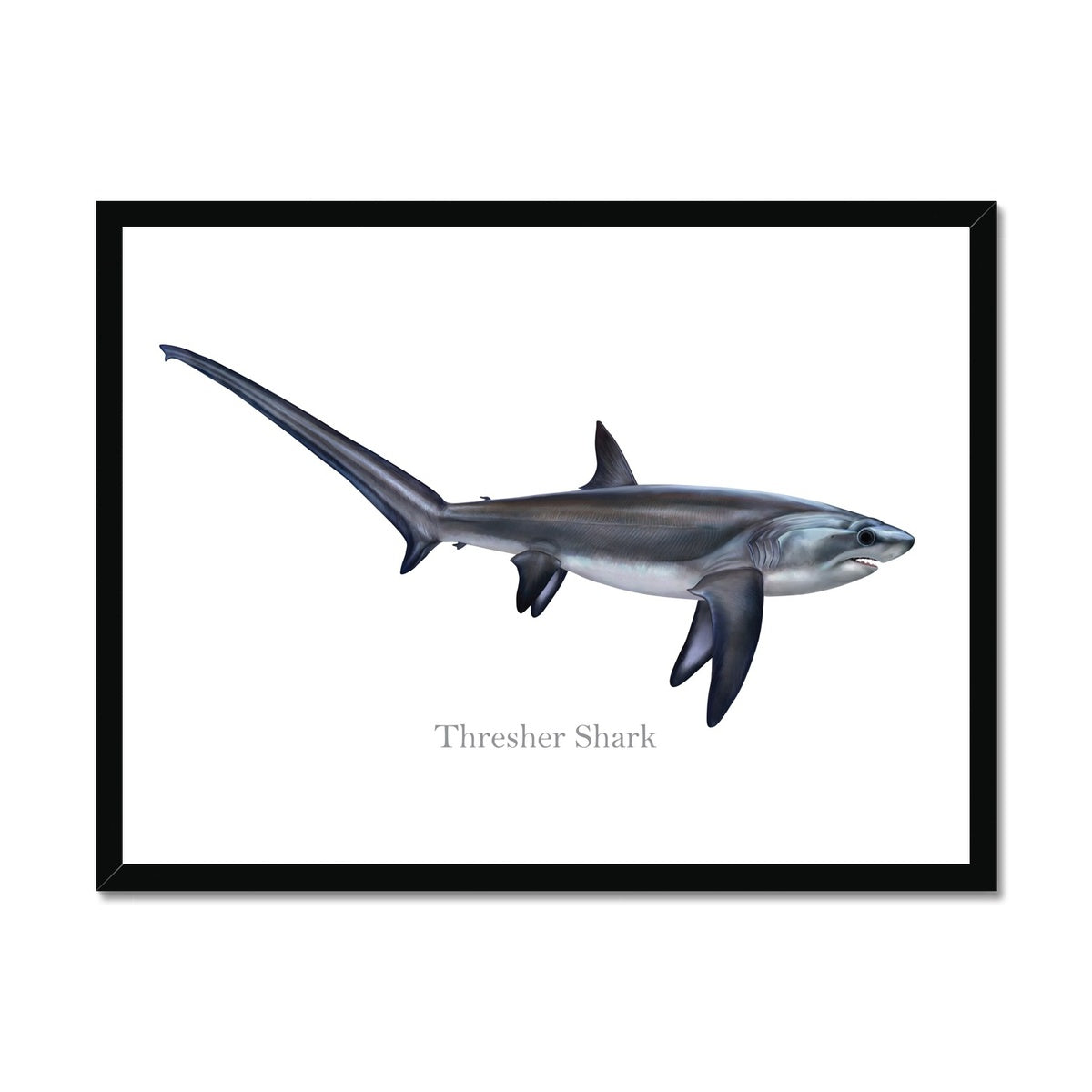Thresher Shark - Framed Print