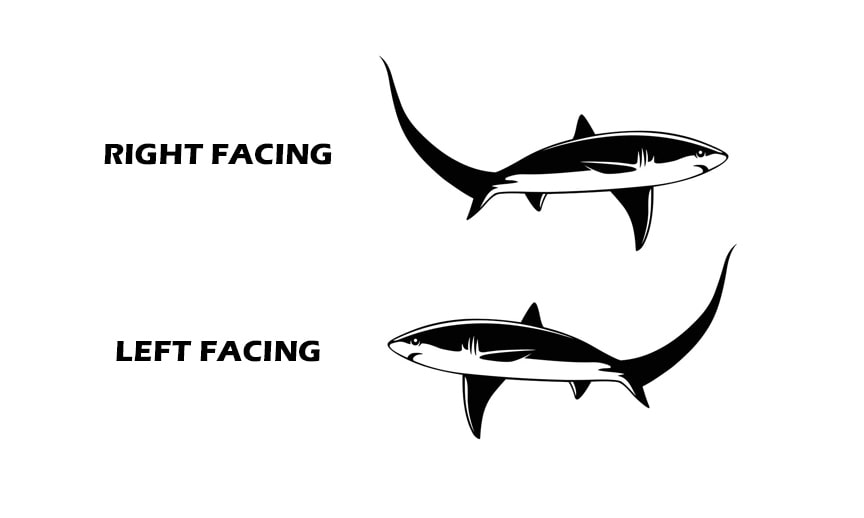 Thresher Shark wall decals on white background left and right facing.
