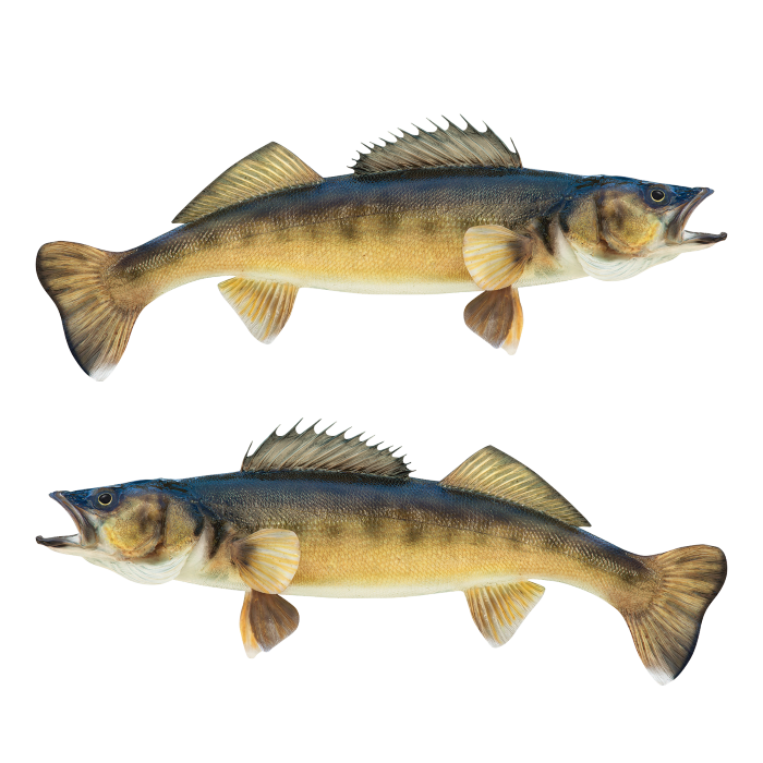 Sabertooth Company Walleye Stickers from The Fishin' Hole