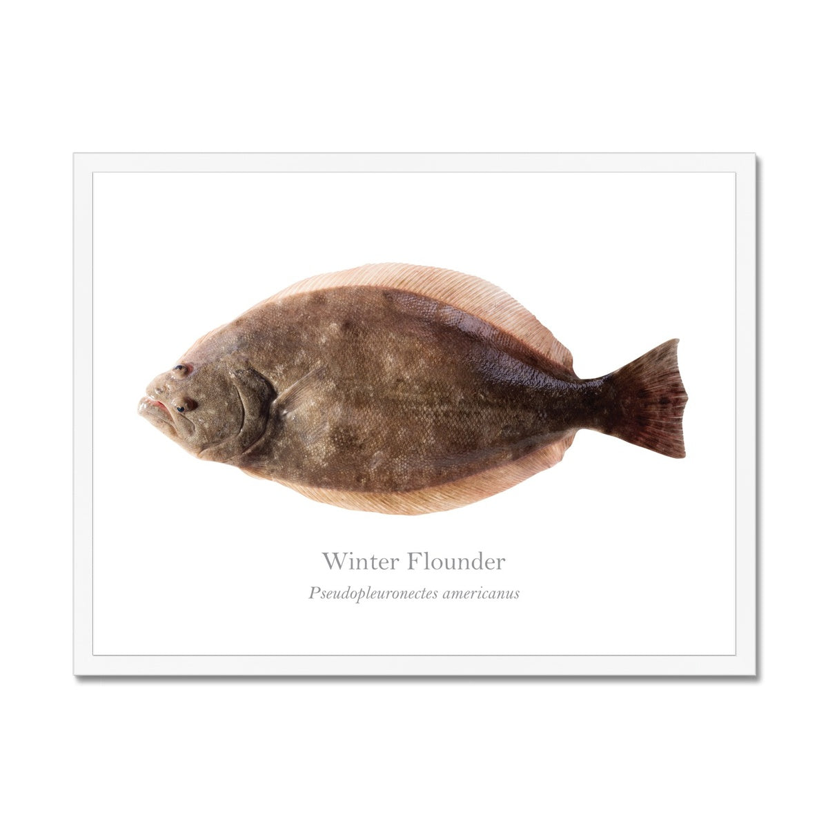 Winter Flounder Framed Print, With Scientific Name