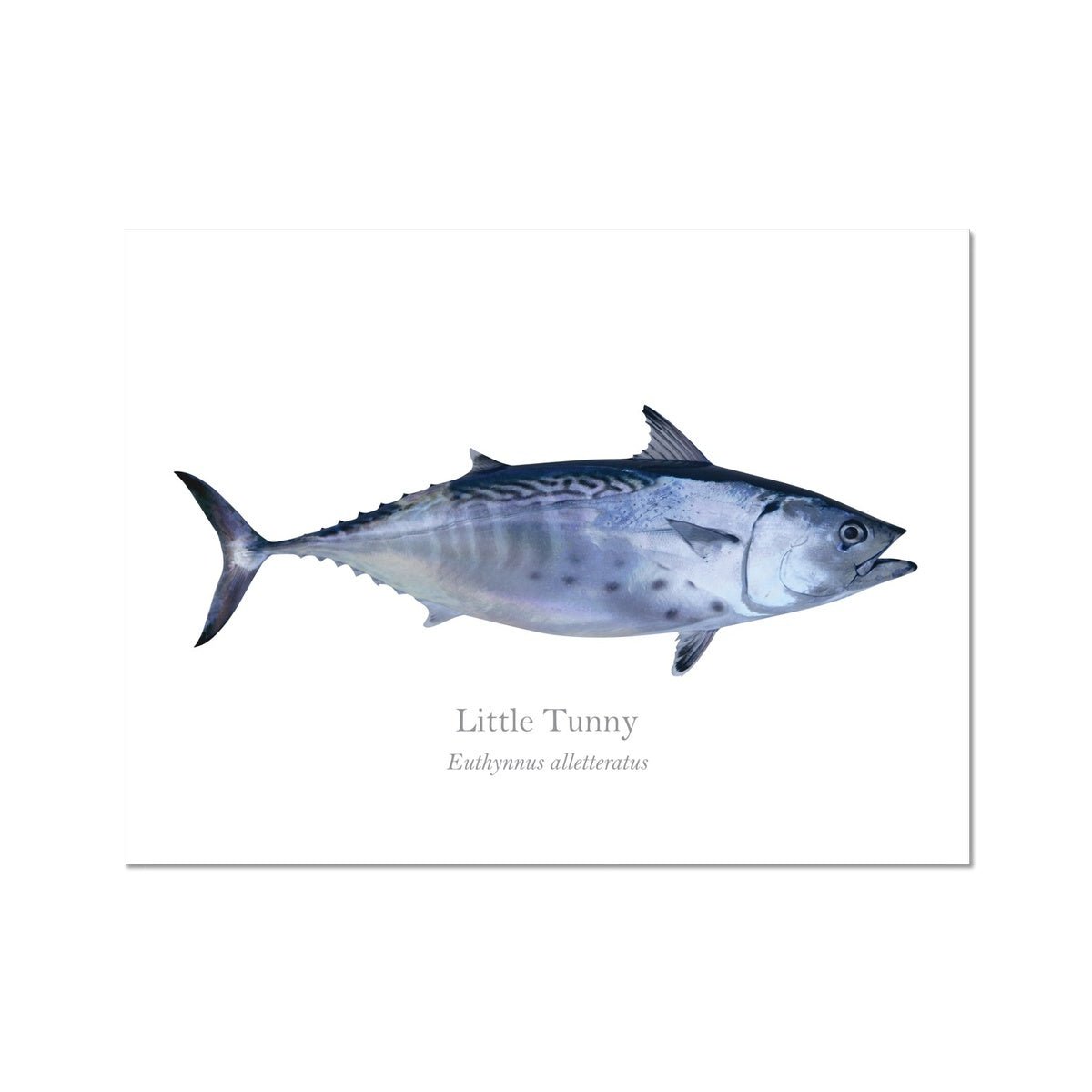 Little Tunny - Art Print - With Scientific Name - madfishlab.com