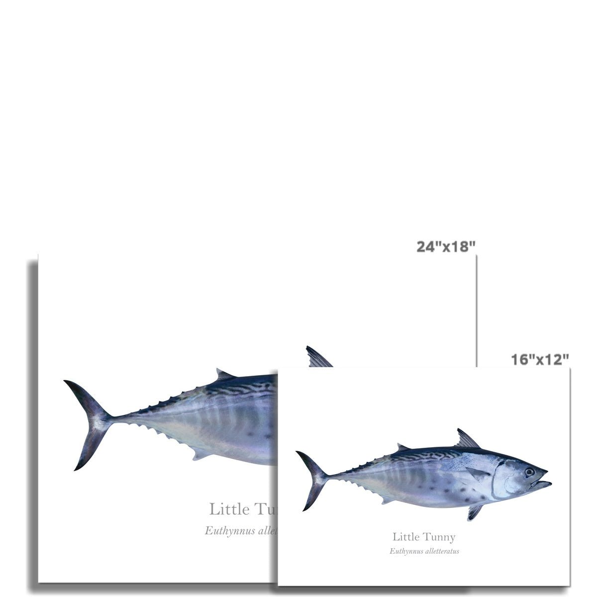 Little Tunny - Art Print - With Scientific Name - madfishlab.com
