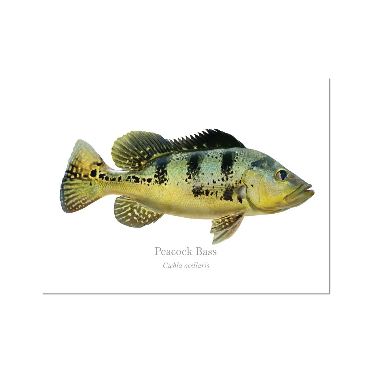 Peacock Bass - Art Print - With Scientific Name –