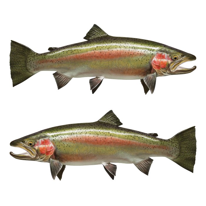 Steelhead Rainbow Trout Large Decals and Stickers