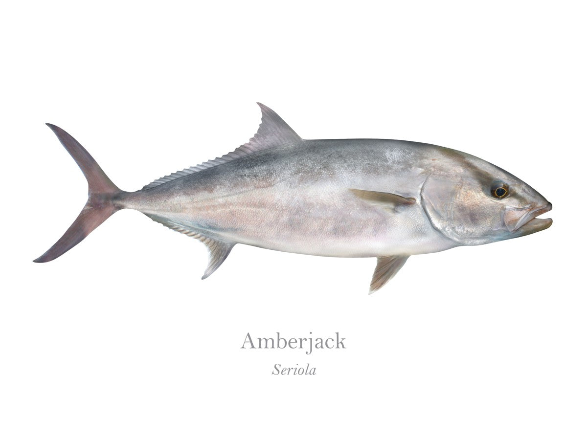 Amberjack with Scientific Name