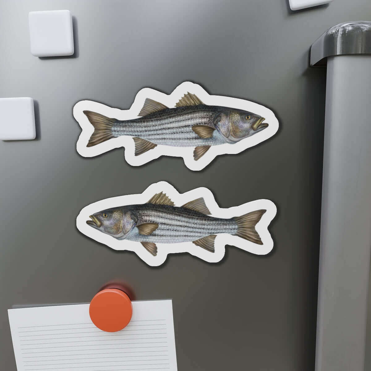 Striped Bass Fridge Magnets on a stainless steel fridge door.