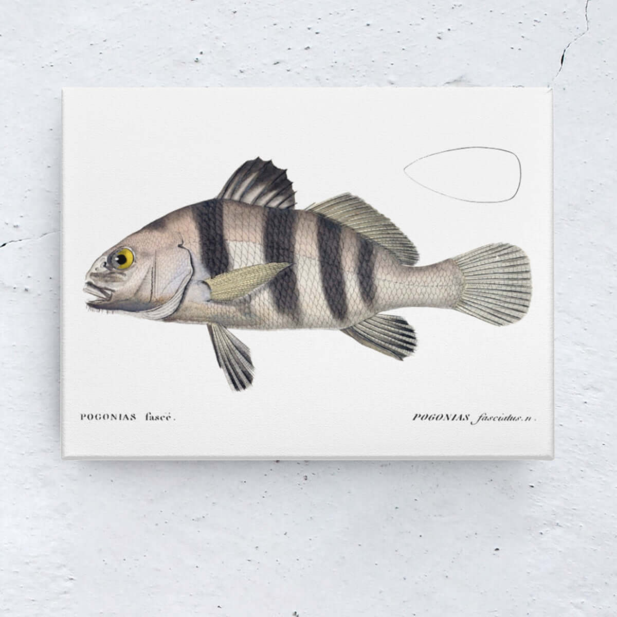 Vintage wall art of a fish illustration, perfect for fishing and angling decor.