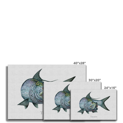 Tarpon | Wrapped Canvas