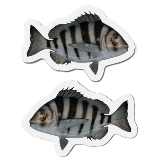 Sheepshead fish shaped magnets for fun kitchen décor