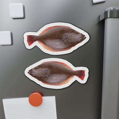 California Halibut fish magnets on refrigerator, perfect for fish décor and fun kitchen use.