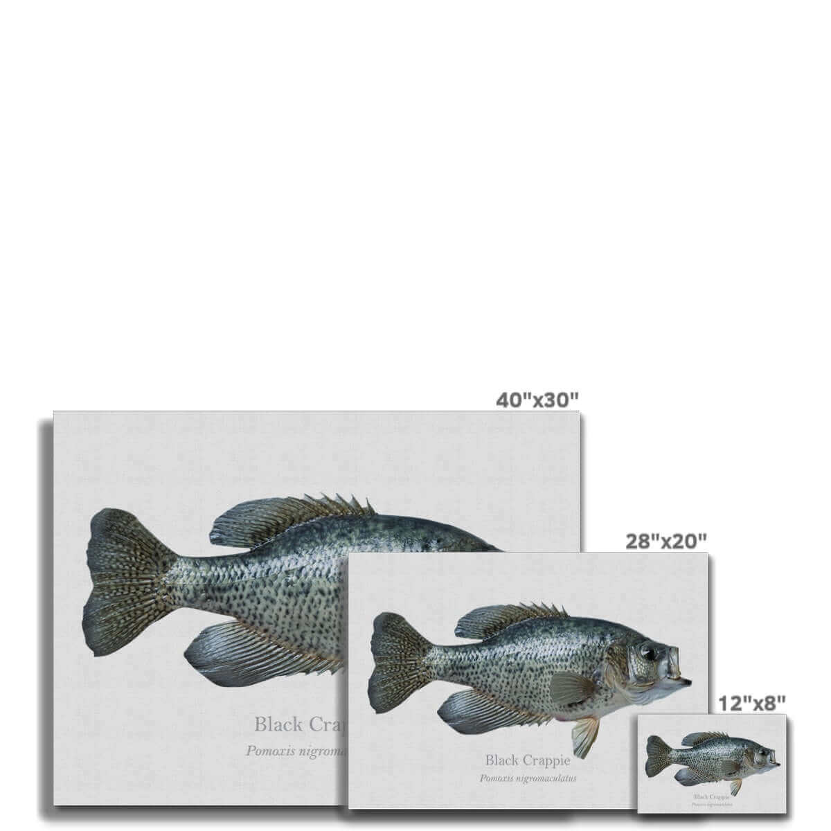 Crappie Canvas