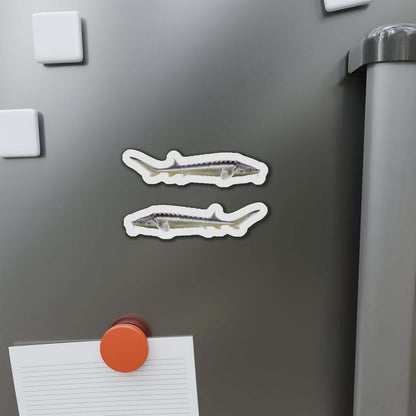 Sturgeon fish-shaped magnets on a fridge, perfect for fish décor and fun kitchen magnets enthusiasts.