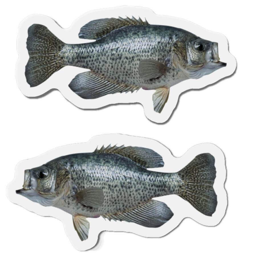 Crappie-shaped magnets for fish décor, featuring left and right-facing designs for fun fridge magnets.