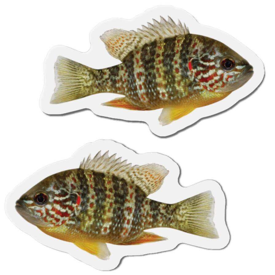 Set of Pumpkinseed Sunfish-shaped magnets, perfect for fish décor and fun kitchen magnets on any fridge.