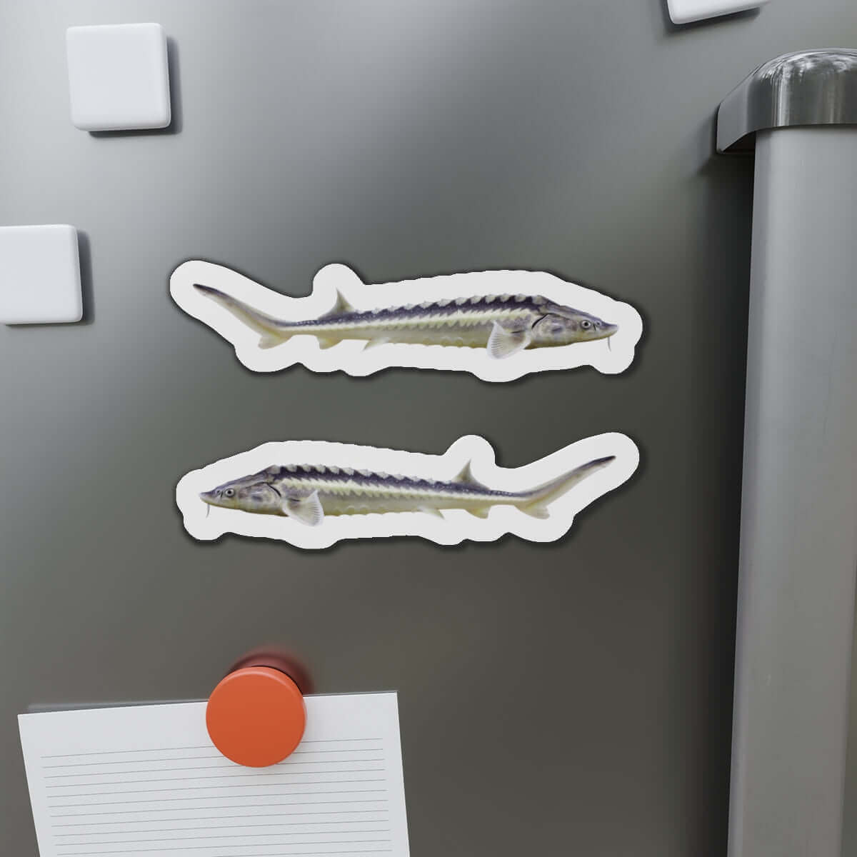 Sturgeon fish shaped magnets on fridge, perfect for fish décor and fun kitchen magnets enthusiasts