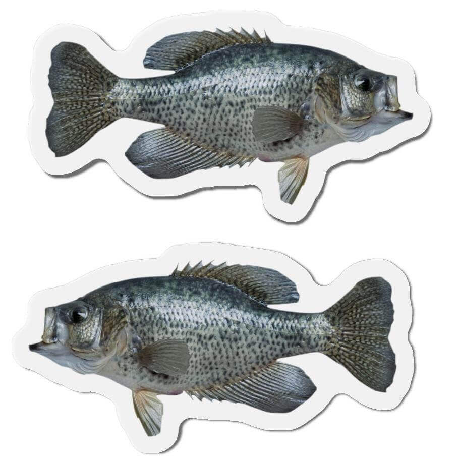 Crappie fish shaped magnets for fun kitchen décor on a refrigerator.