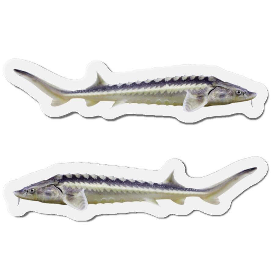 Sturgeon-shaped fish magnets for fridge décor; perfect for fishing enthusiasts and fun kitchen displays.