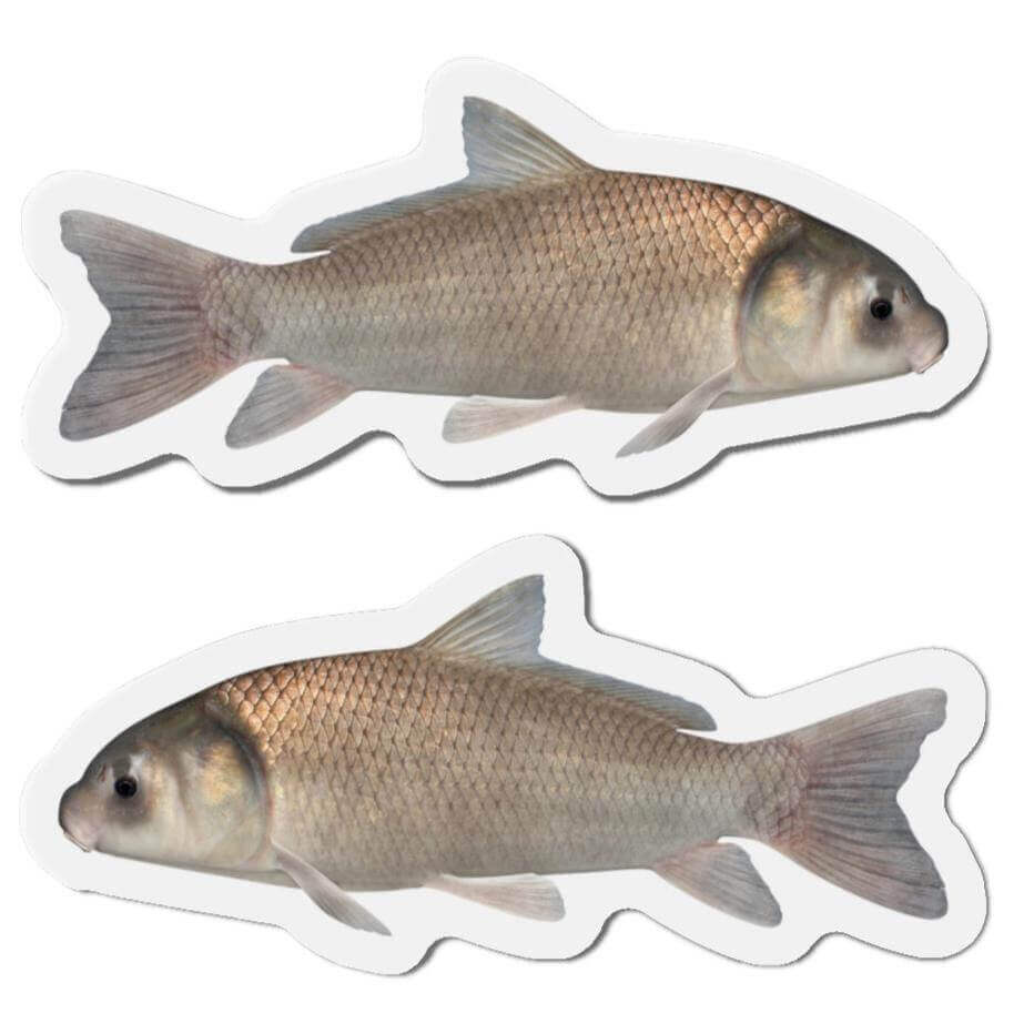 Black Buffalo Fish Shaped Magnets for Fun Fish Décor on Fridge