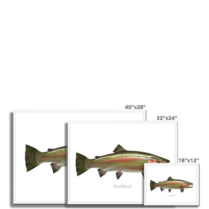 Steelhead Trout - Framed Print