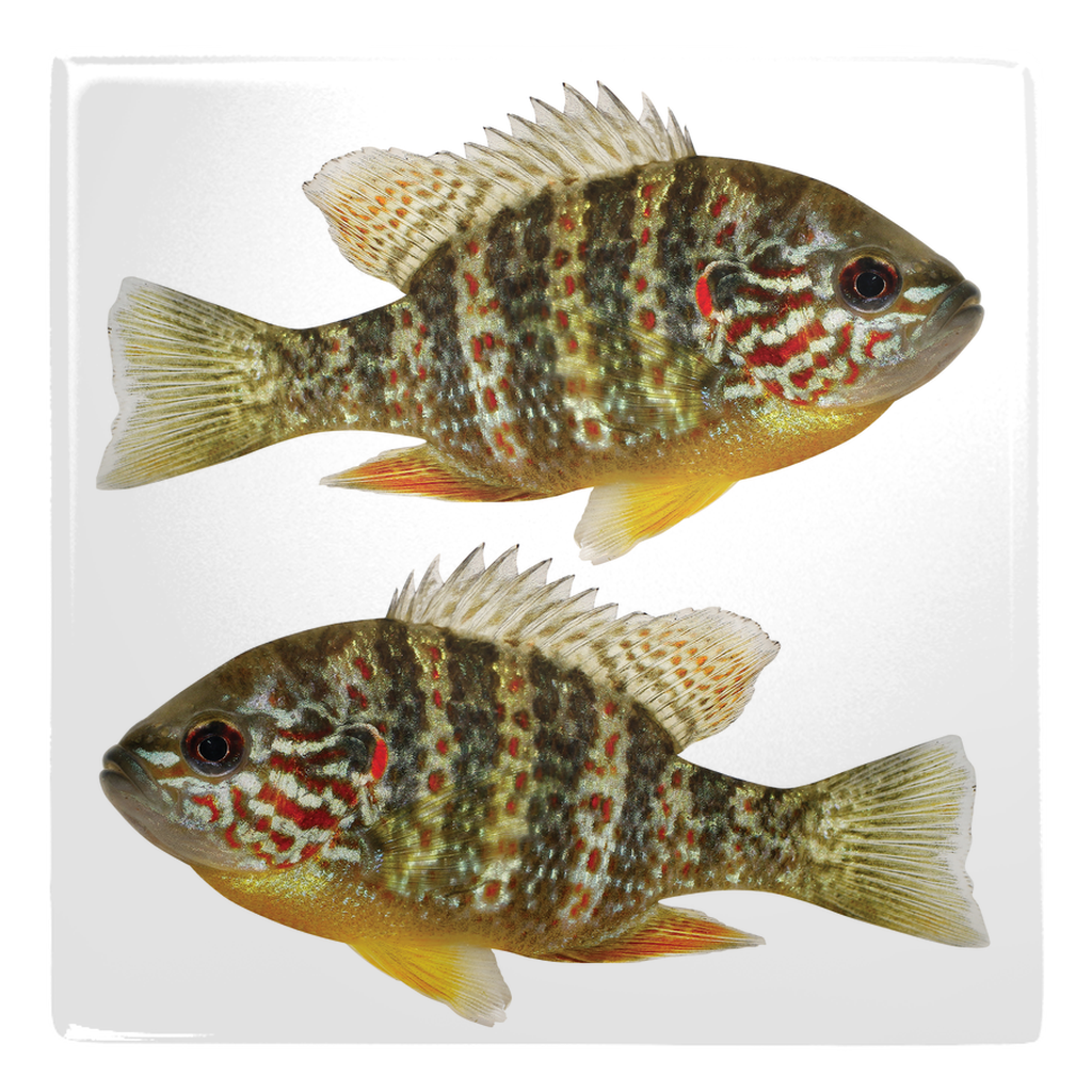 Freshwater Fish metal magnet 1.