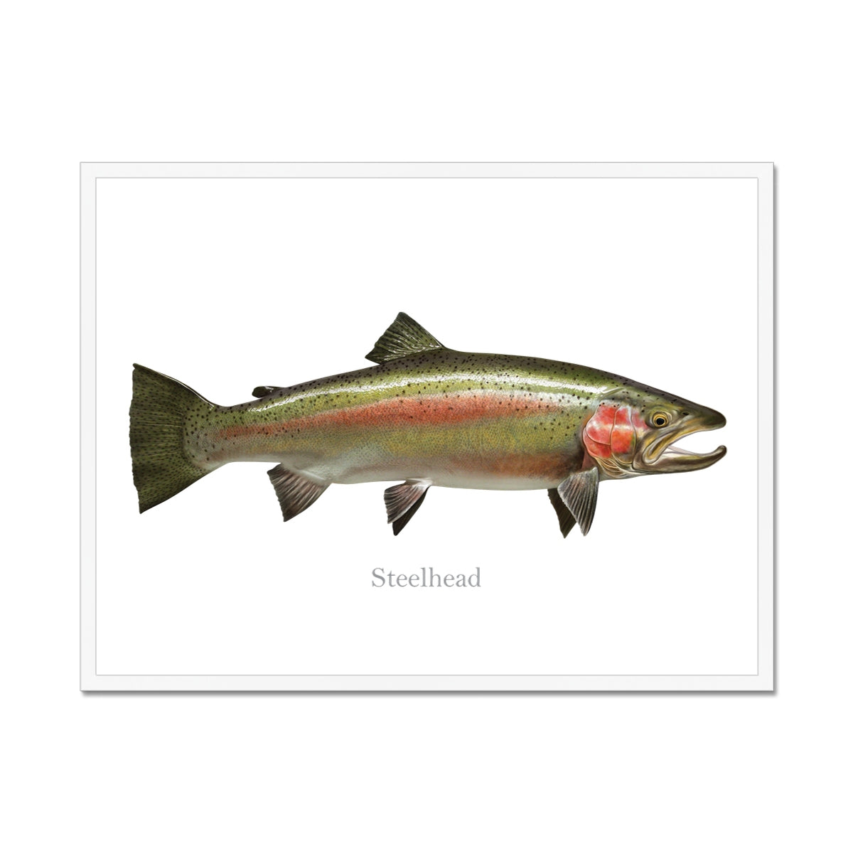 Steelhead Trout - Framed Print