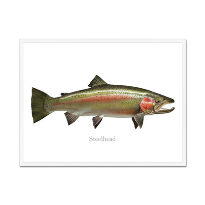 Steelhead Trout - Framed Print