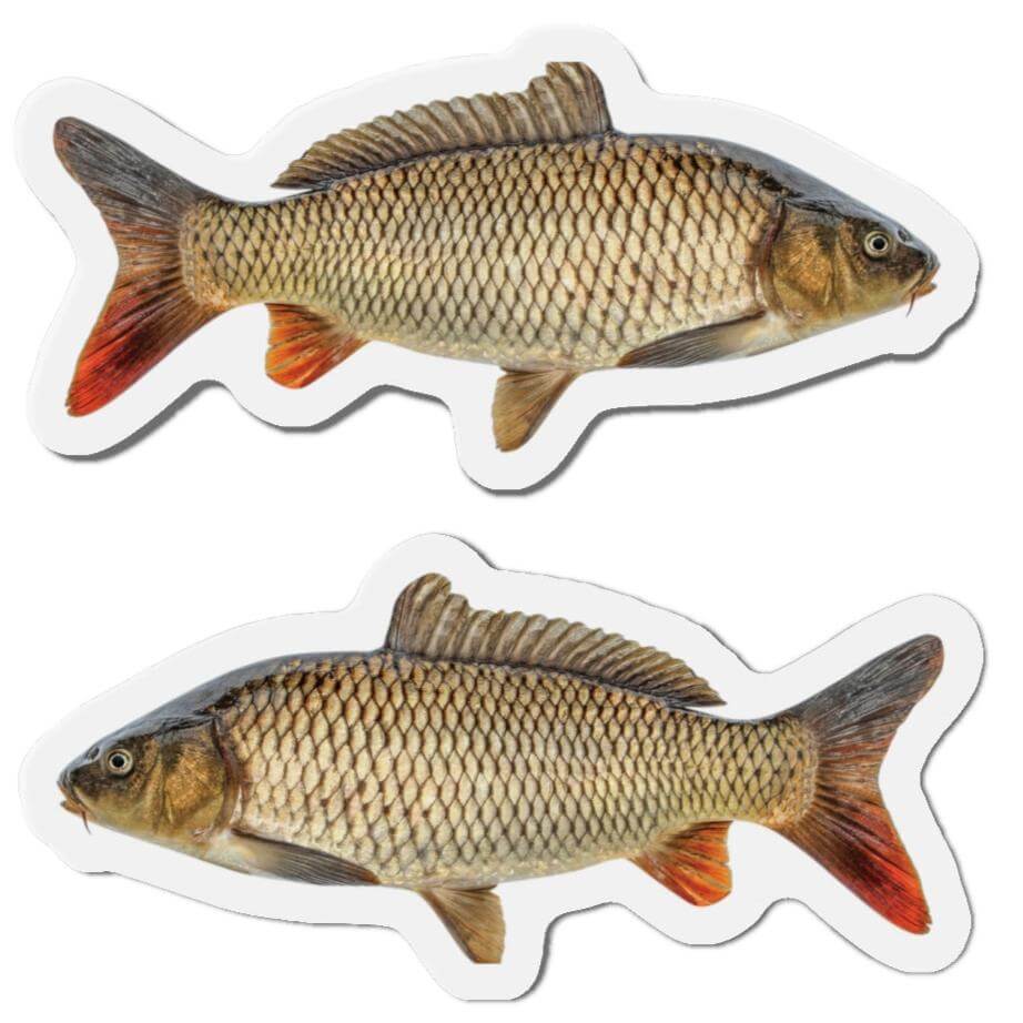 Carp-shaped magnets with realistic fish design, perfect for fishing enthusiasts and nature lovers.