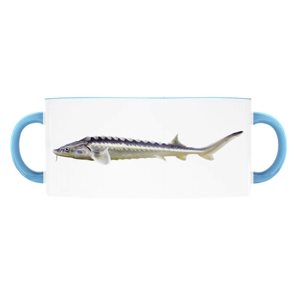 White Sturgeon accent mug with light blue handle and rim on white background.
