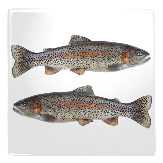 Two fish shaped magnets with detailed freshwater fish design, perfect for fun fridge décor and kitchen styling.