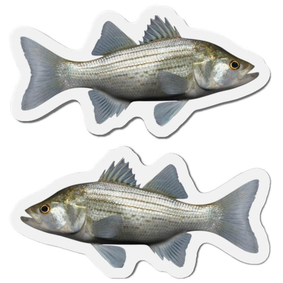 White Bass Shaped Magnets with Left and Right Design, Perfect for Fish Décor and Fun Fridge Magnets