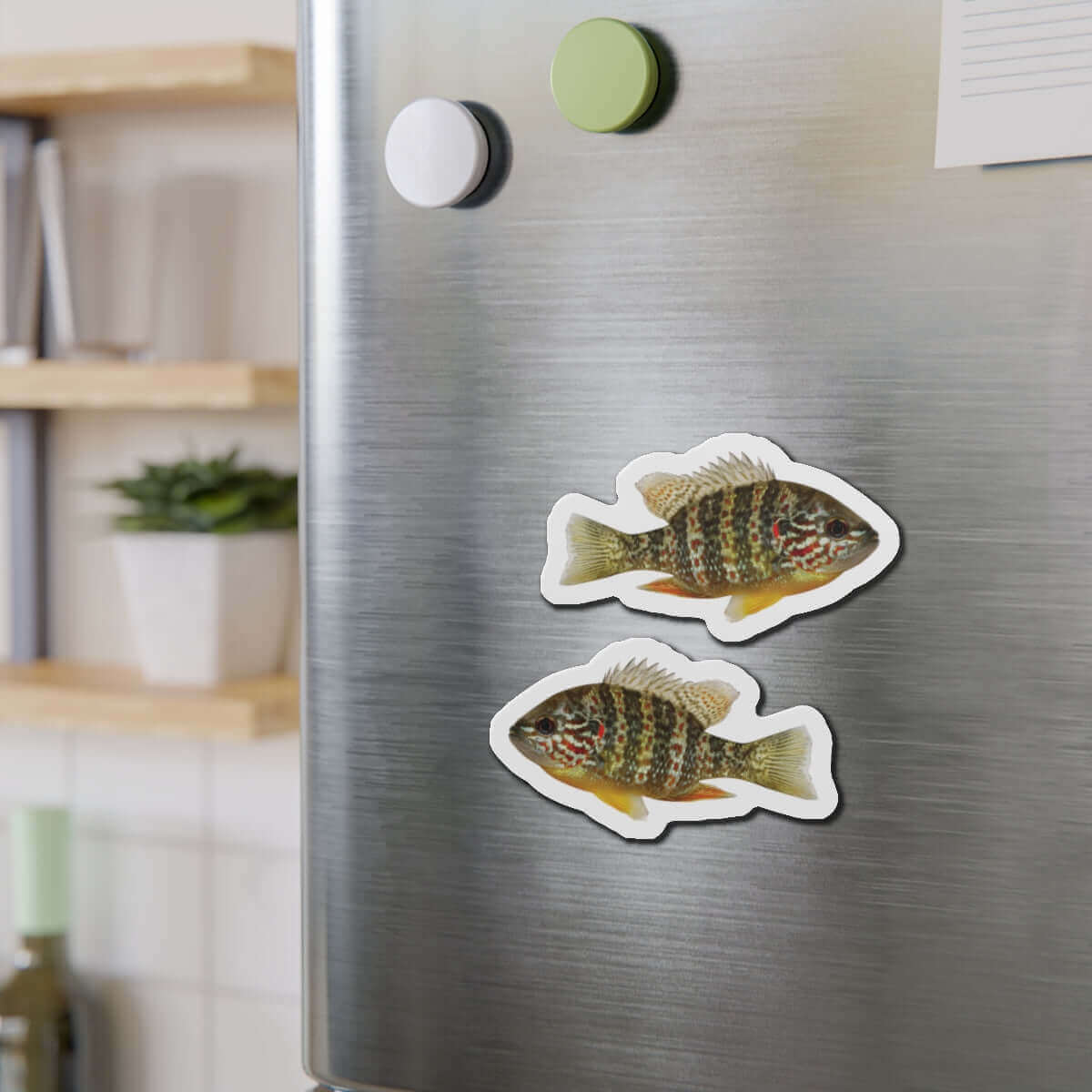 Pumpkinseed Sunfish magnets on a fridge, perfect for fish décor and fun kitchen magnets enthusiasts.