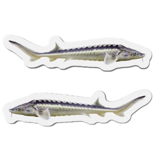 Sturgeon fish-shaped magnets for fun fridge décor and fishing enthusiasts