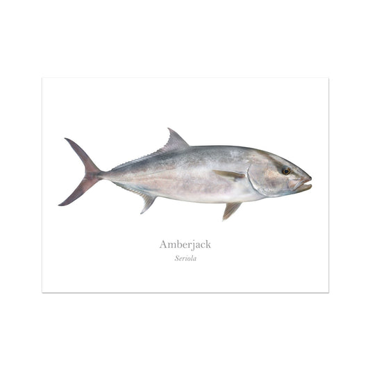 Amberjack Art Print with Scientific Name.