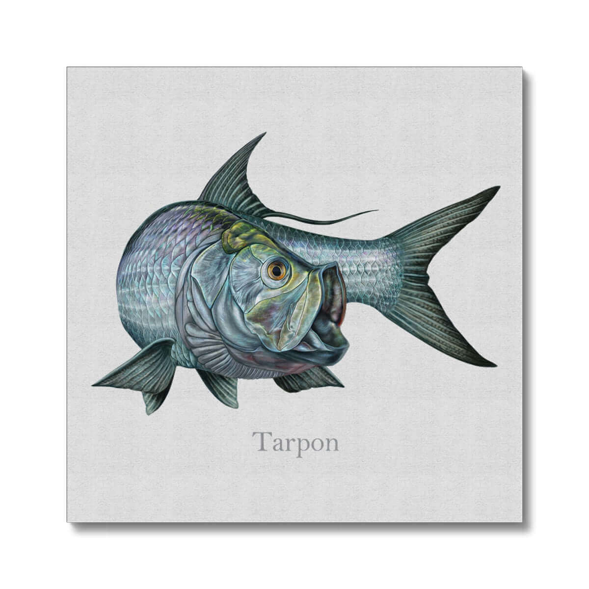 Tarpon | Wrapped Canvas