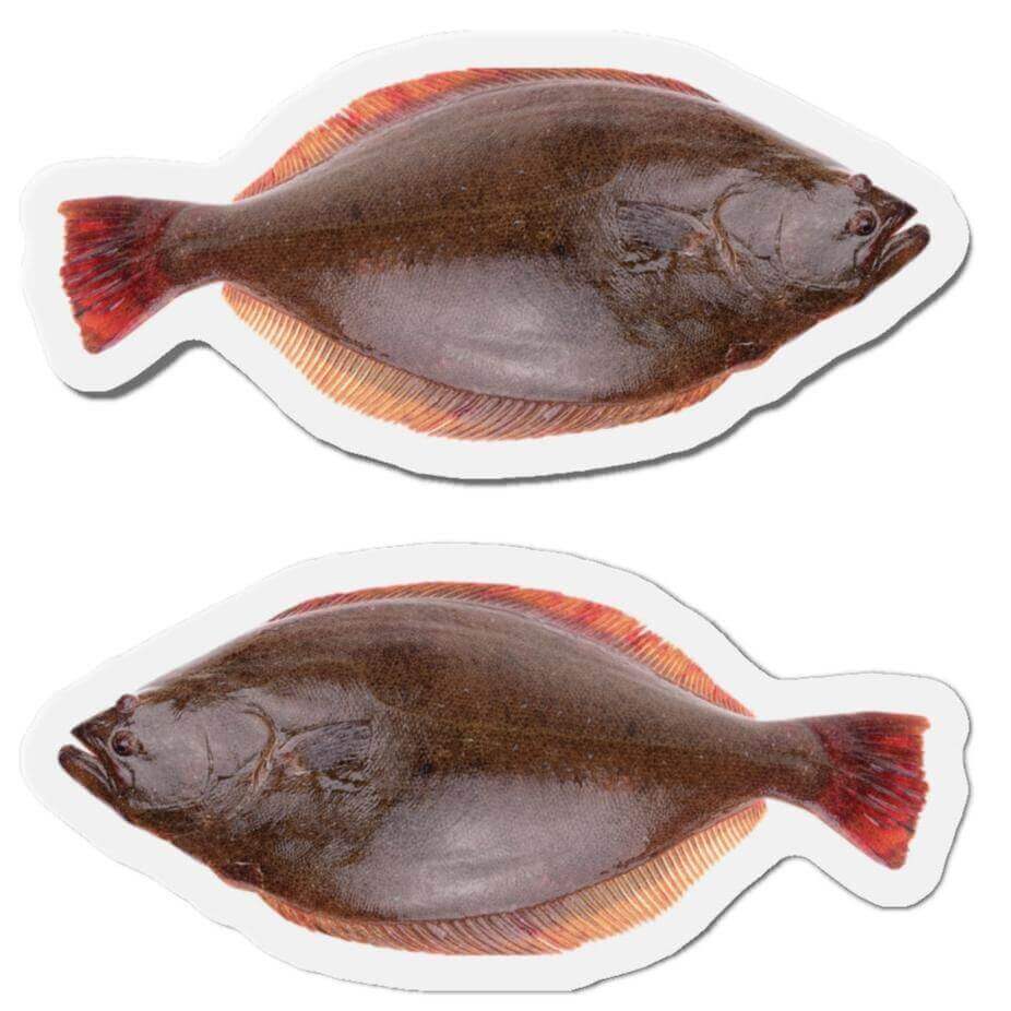 California Halibut Fish Shaped Magnets for Fridge Decor