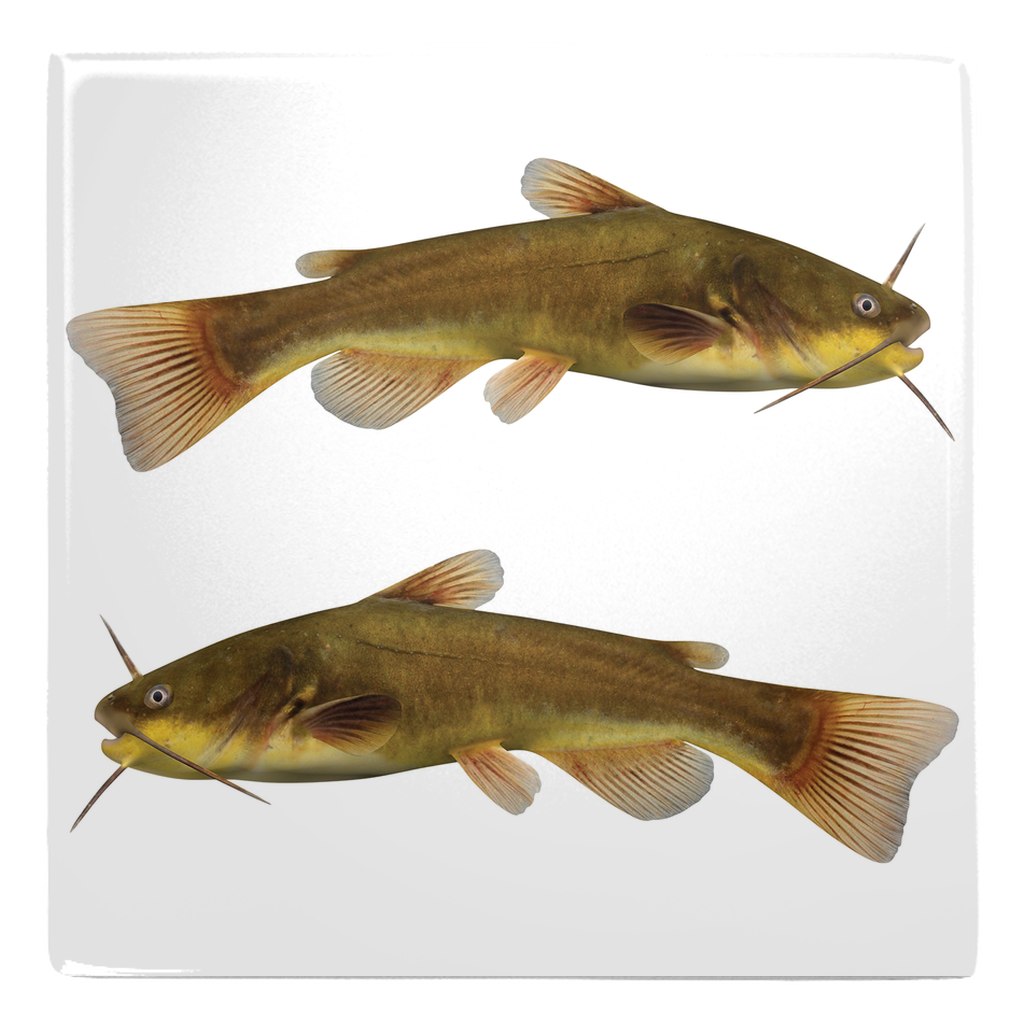 Freshwater Fish metal magnet 4.