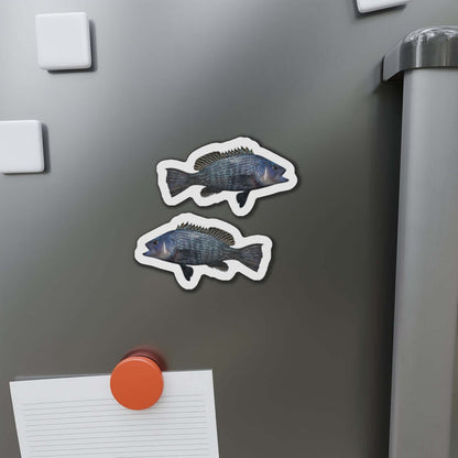 Black Seabass fish-shaped magnets on a fridge, perfect for fish décor and fun fridge magnets enthusiasts.