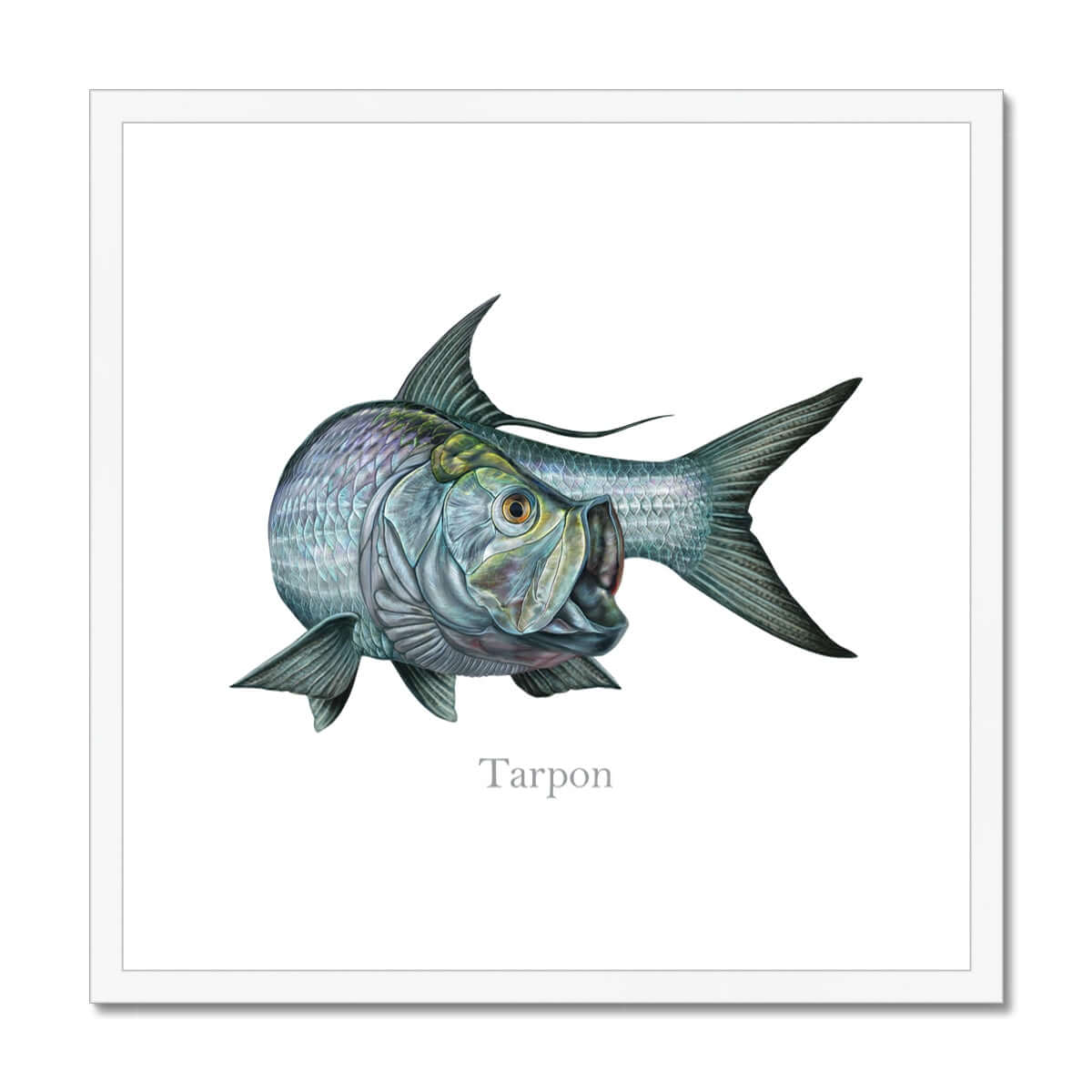 Tarpon | Framed & Mounted Print