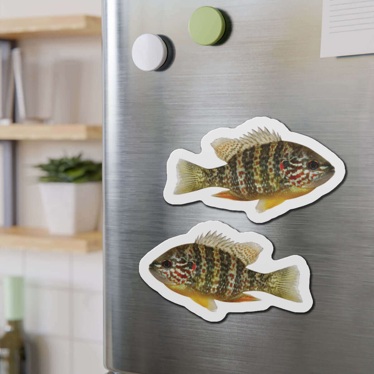 Pumpkinseed Sunfish shaped magnets on fridge, perfect for fish décor and fun kitchen magnet enthusiasts.