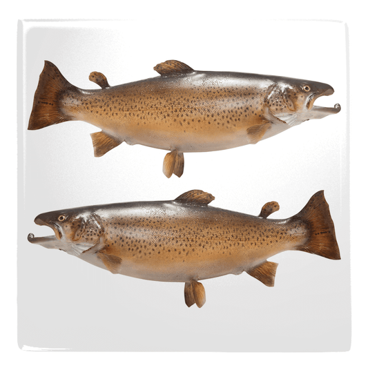 Two realistic trout fish magnets for fun kitchen décor