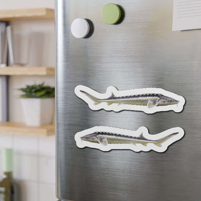 Sturgeon fish-shaped magnets on fridge, perfect for fish décor and fun kitchen magnets enthusiasts.