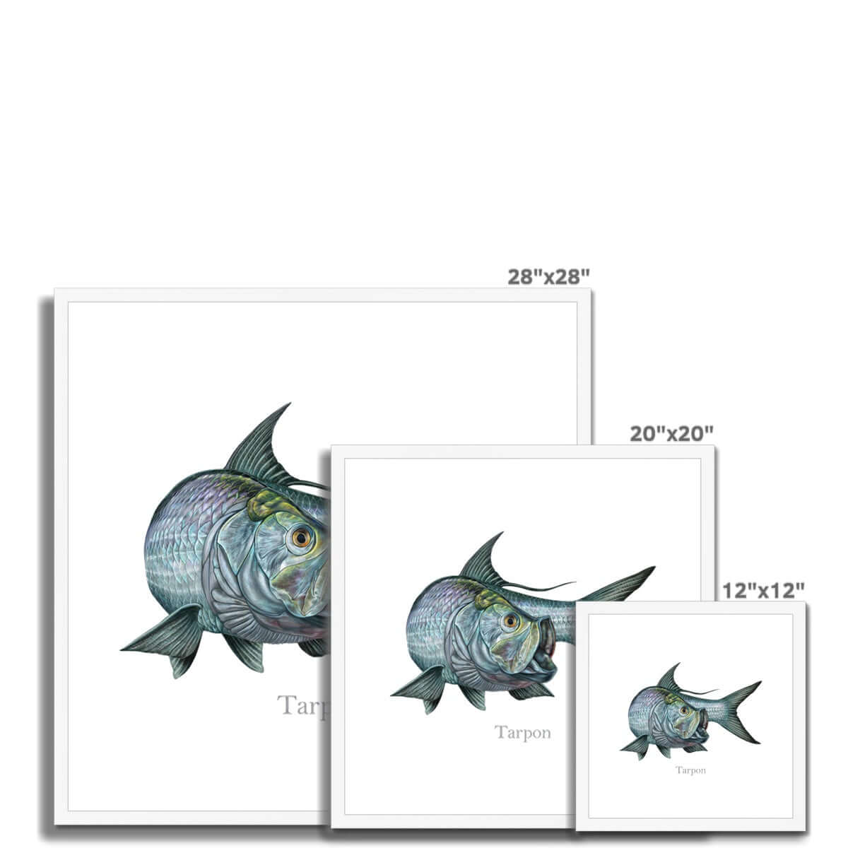 Tarpon | Framed & Mounted Print