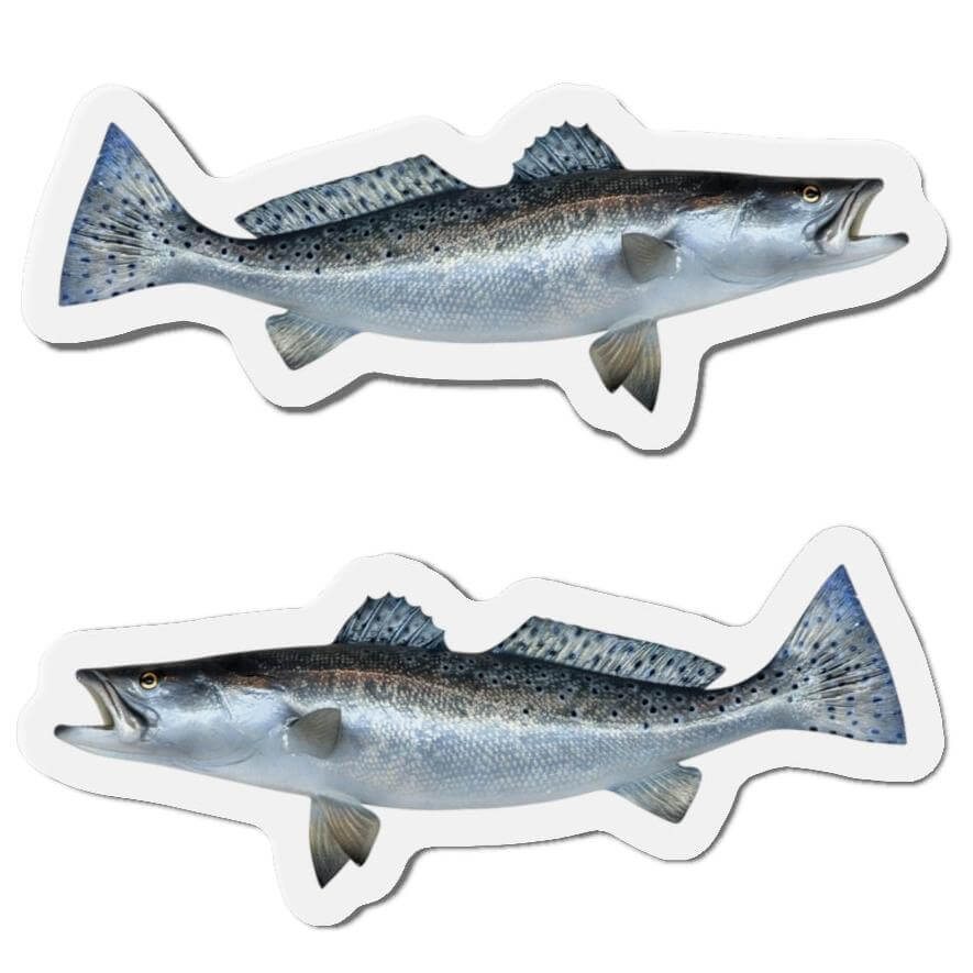 Spotted Seatrout Shaped Magnets for Fish Décor and Fun Kitchen Use