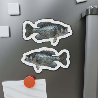 Crappie fish shaped magnets on fridge, perfect for fish décor and fun kitchen accents.