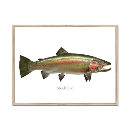 Steelhead Trout - Framed Print