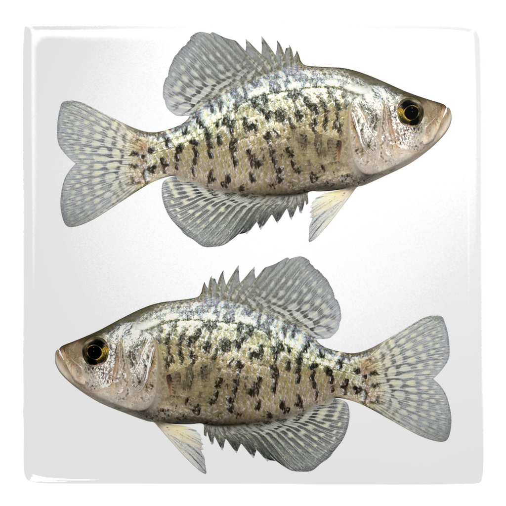 Freshwater Fish metal magnet 2.