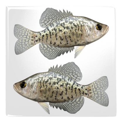 Freshwater Fish metal magnet 2.