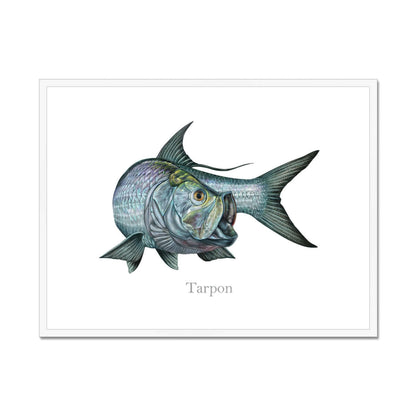 Tarpon | Framed & Mounted Print